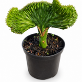 Coral Cactus