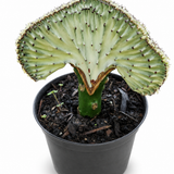 Coral Cactus