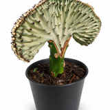 Coral Cactus