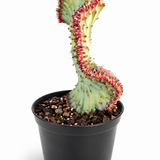 Coral Cactus