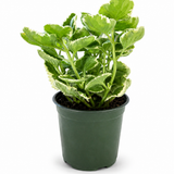Cuban Oregano Herb