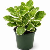 Cuban Oregano Herb