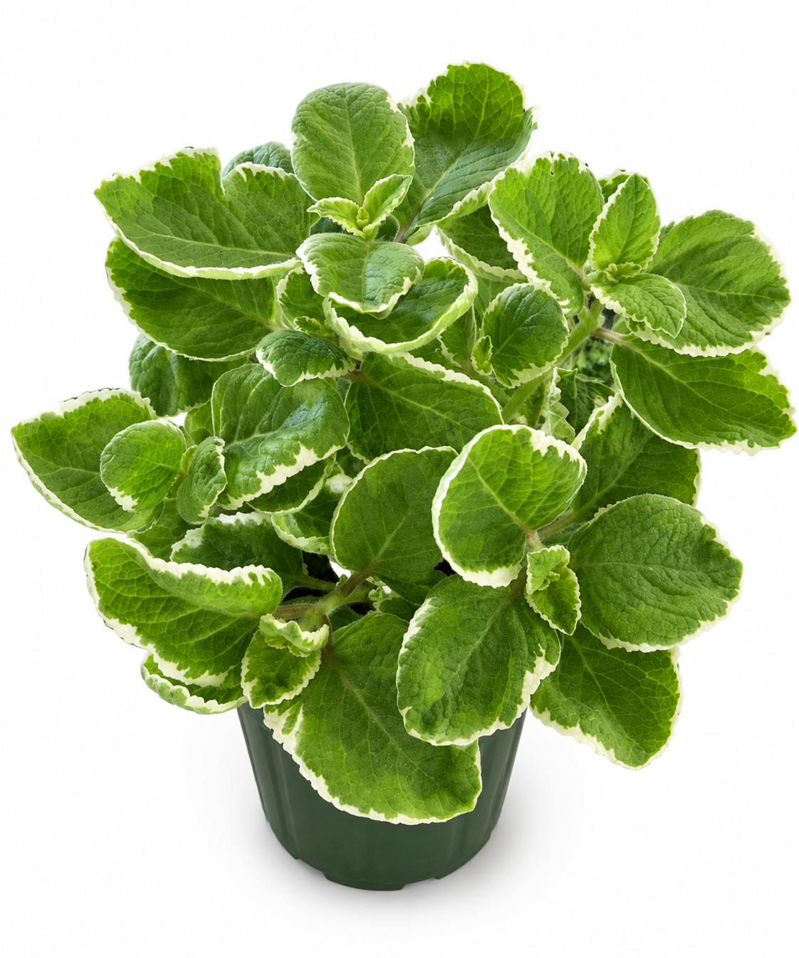 Cuban Oregano Herb
