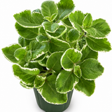 Cuban Oregano Herb