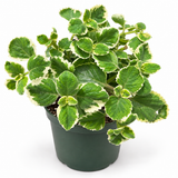 Cuban Oregano Herb