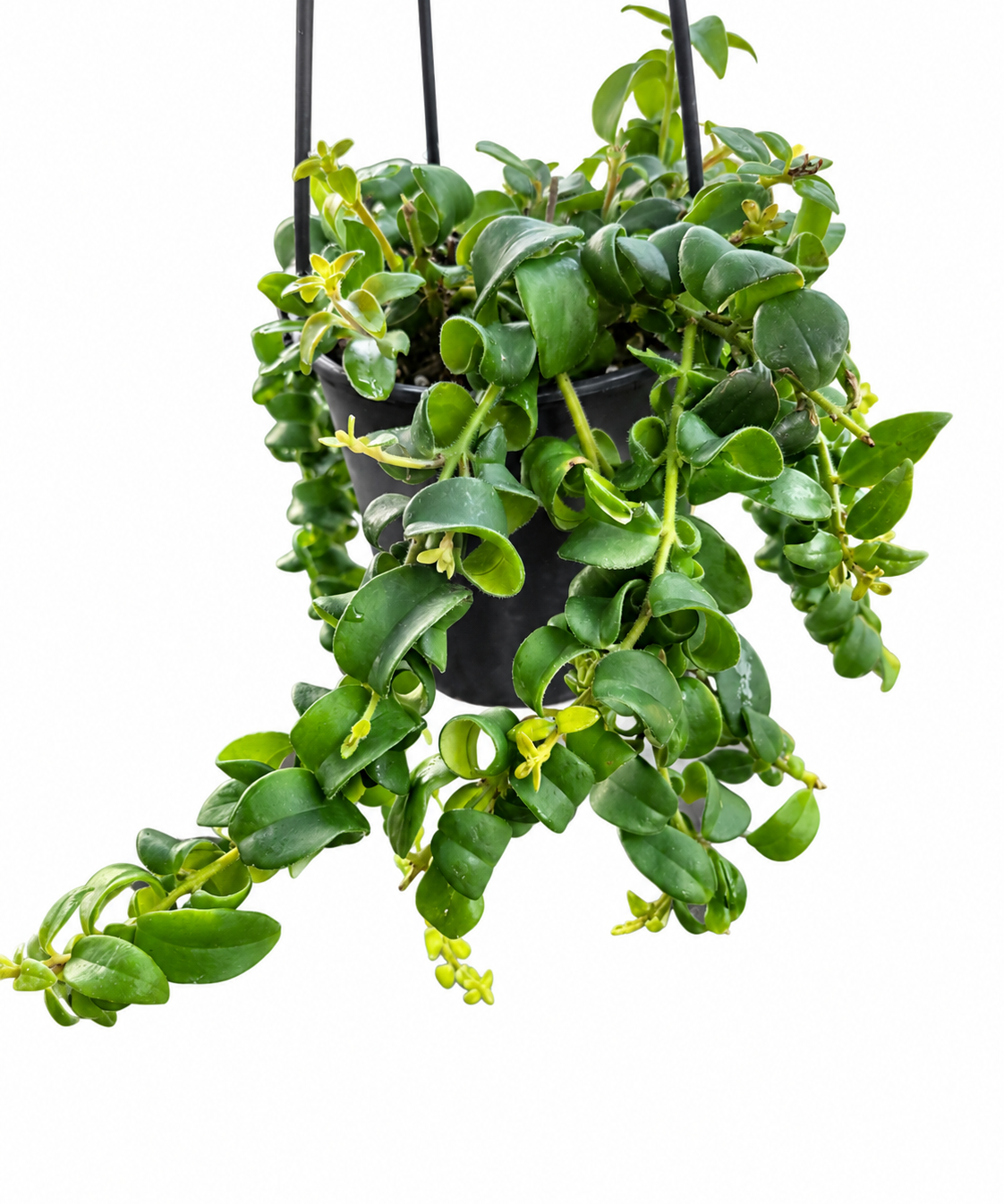 Side view of Curly Lipstick Plant showing curled green leaves trailing from a hanging basket