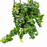 Curly Lipstick Plant