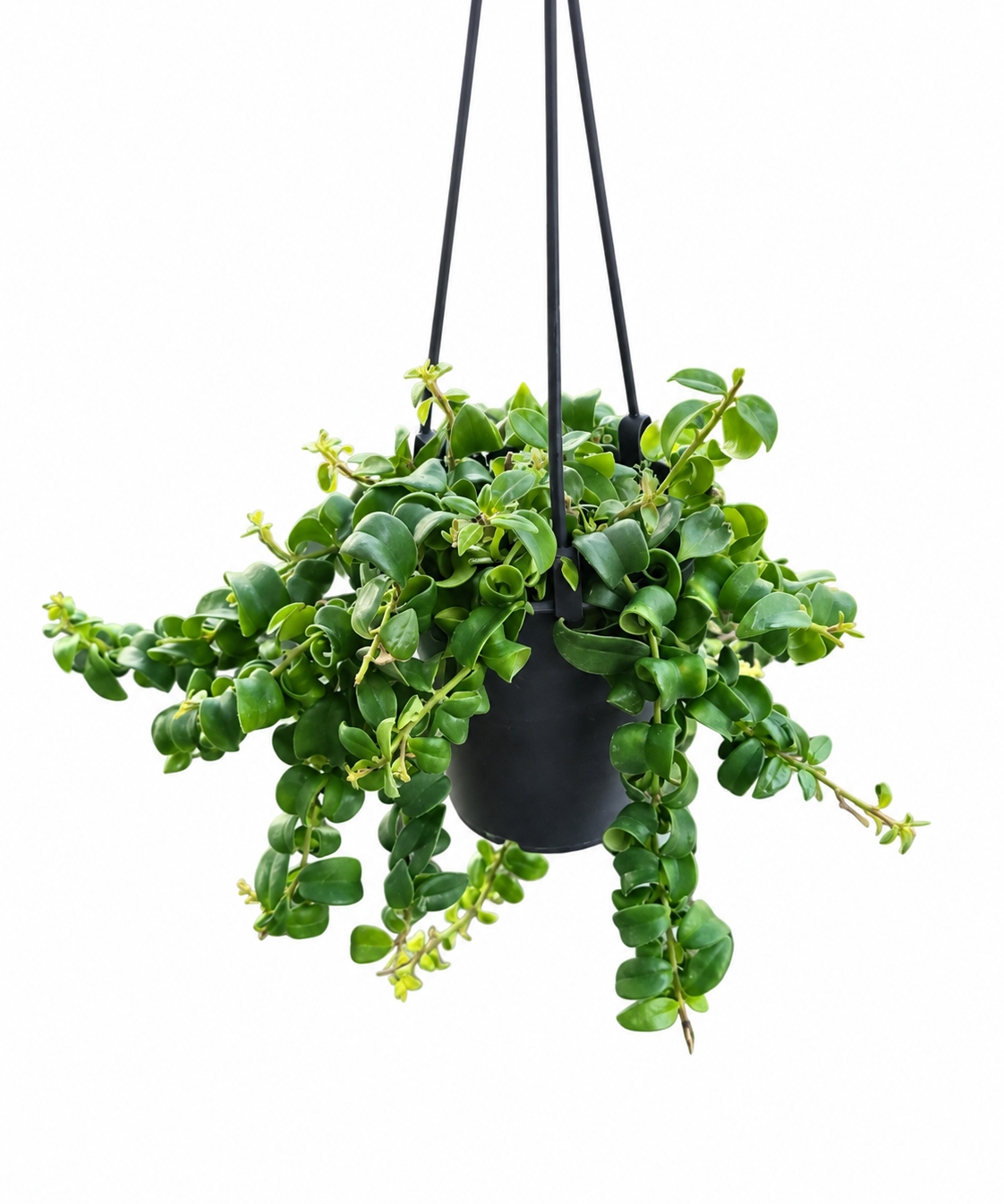 Curly Lipstick Plant in a black 5-inch hanging basket with dense twisting green foliage and cascading stems