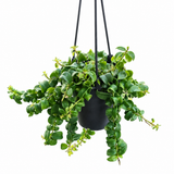 Curly Lipstick Plant