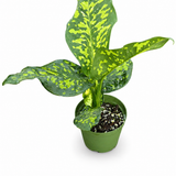 Dieffenbachia Cheetah
