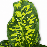 Dieffenbachia Cheetah