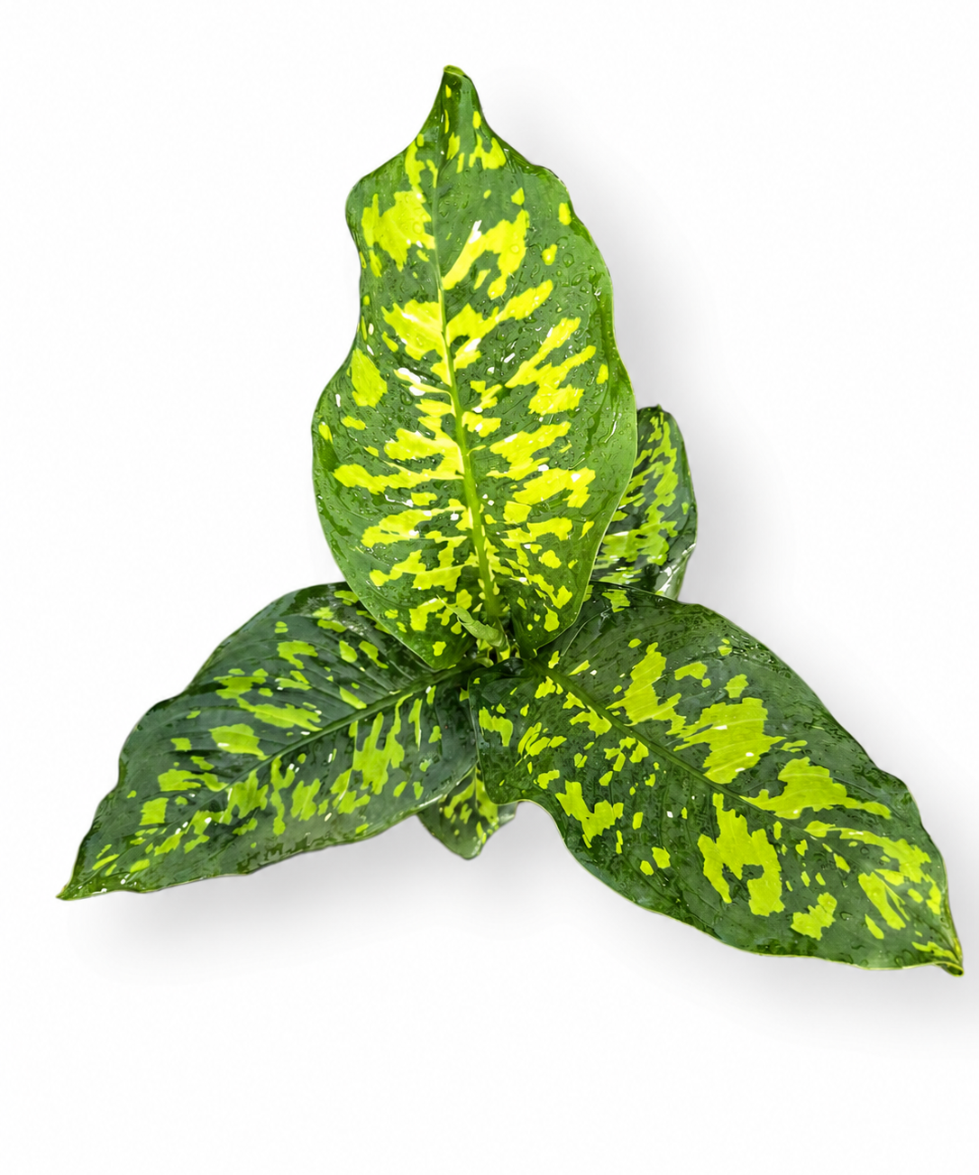 Dieffenbachia Cheetah