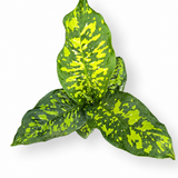 Dieffenbachia Cheetah