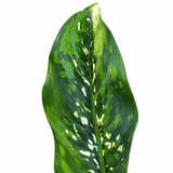 Dieffenbachia Crocodile