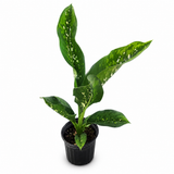 Dieffenbachia Crocodile