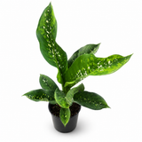Dieffenbachia Crocodile