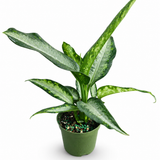 Dieffenbachia Panther