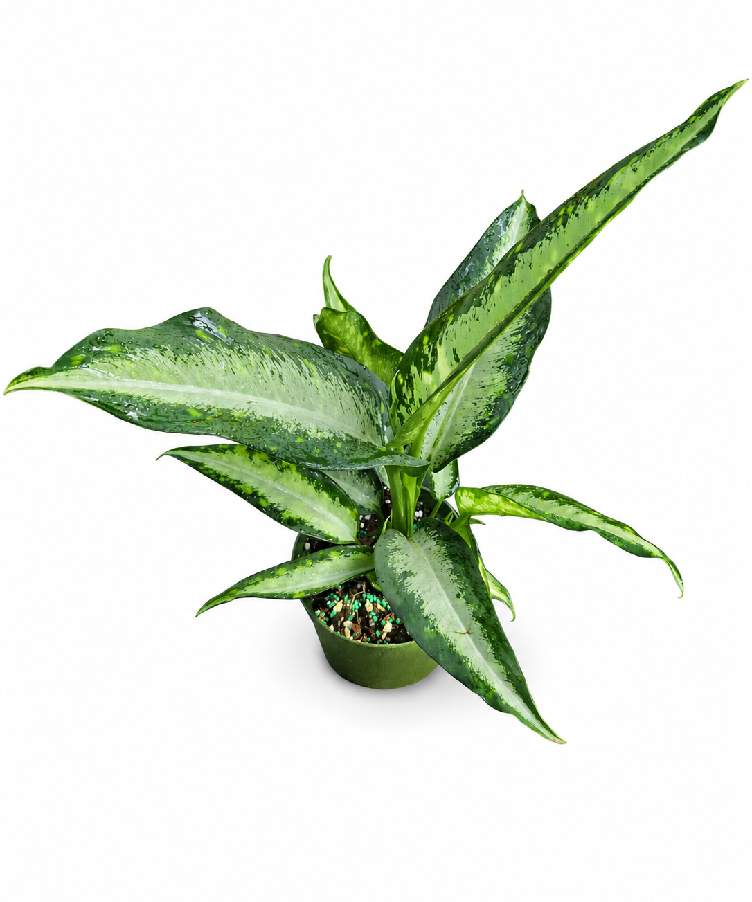 Dieffenbachia Panther