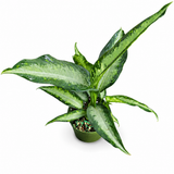 Dieffenbachia Panther