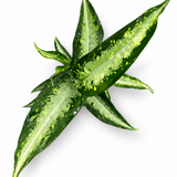 Dieffenbachia Panther