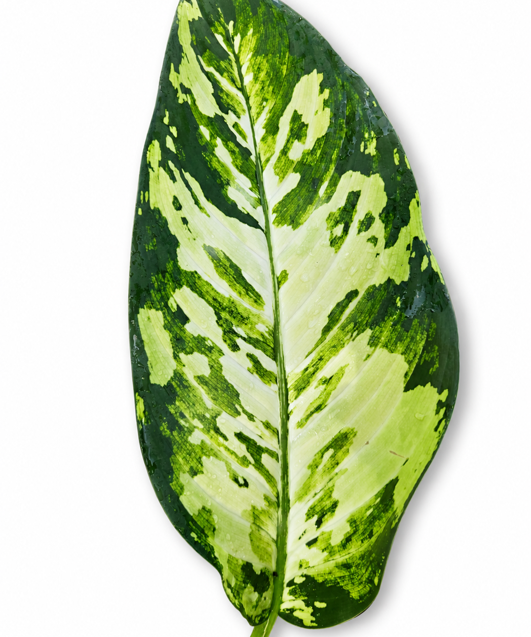 Dieffenbachia Puerto Rico