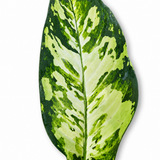 Dieffenbachia Puerto Rico