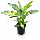 Dieffenbachia Puerto Rico