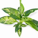 Dieffenbachia Puerto Rico