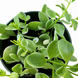 Dischidia Oiantha