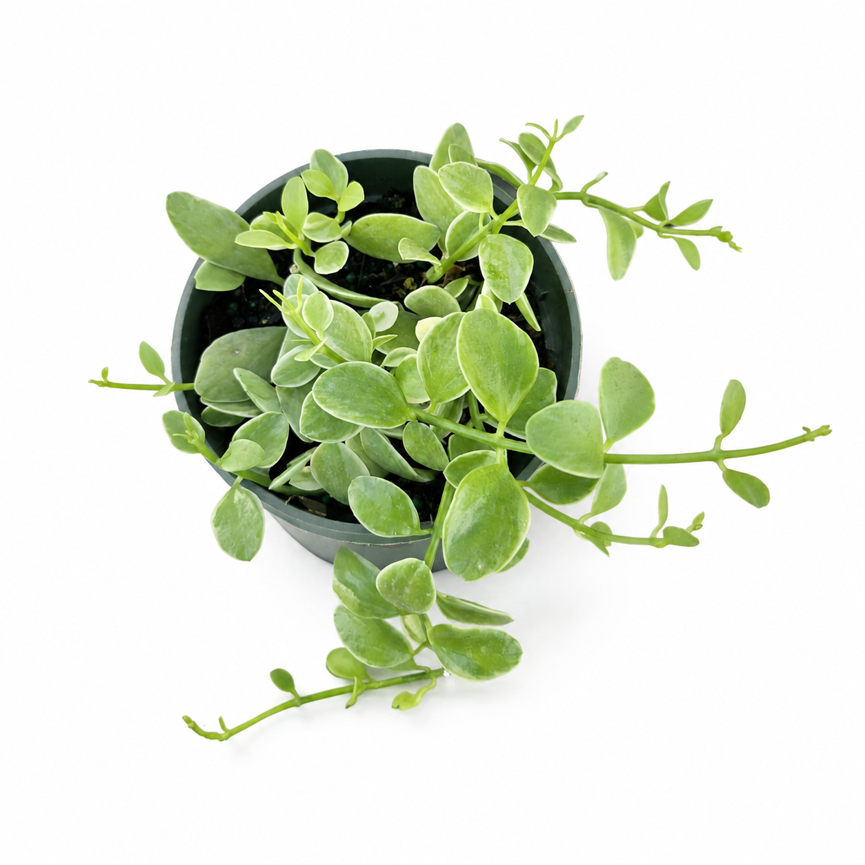 Dischidia Oiantha