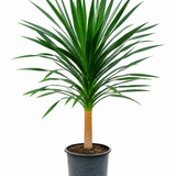 Dracena Arborea