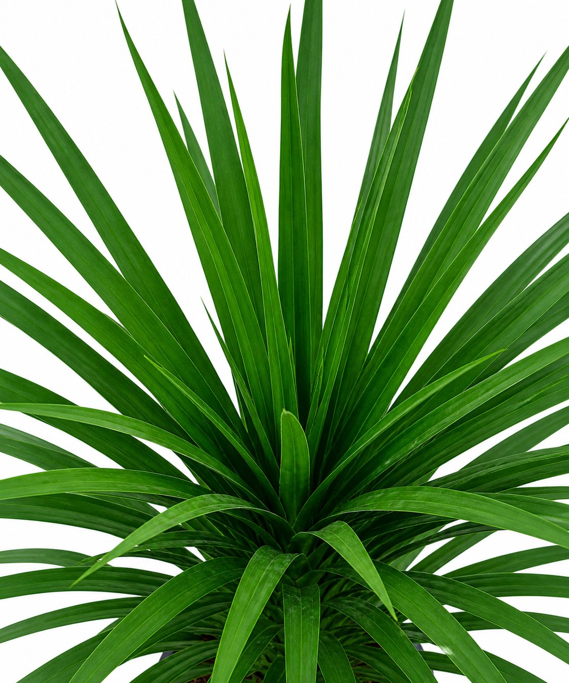 Dracena Arborea