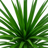 Dracena Arborea