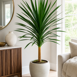Dracena Arborea