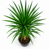 Dracena Arborea