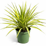 Dracaena Kiwi – 8" Pot