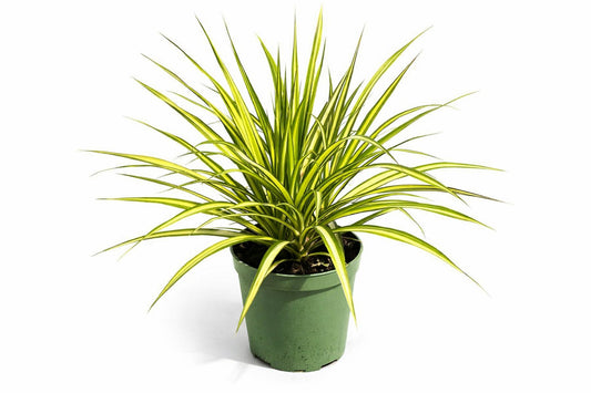 Dracaena Kiwi – 8" Pot