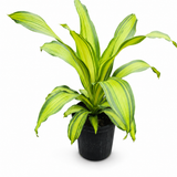Dracaena Marley