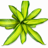 Dracaena Marley