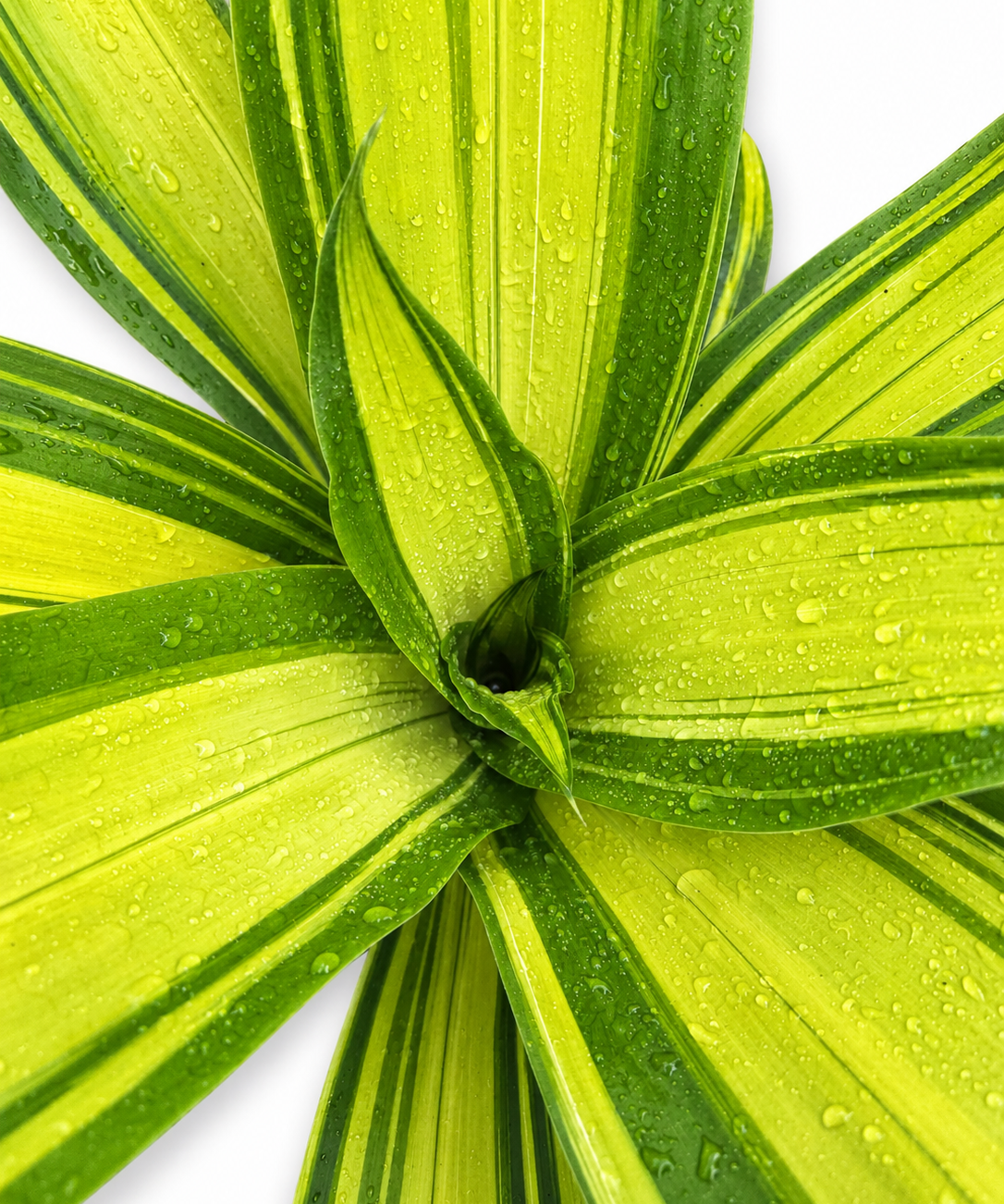 Dracaena Marley