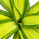 Dracaena Marley