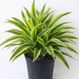 Dracaena ‘Lemon Lime’ – Tropical Foliage Plant
