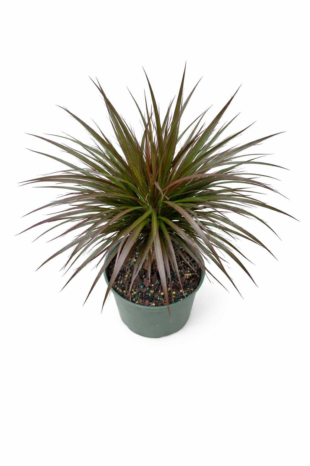 Dracaena Marginata 'Magenta' – Dragon Tree