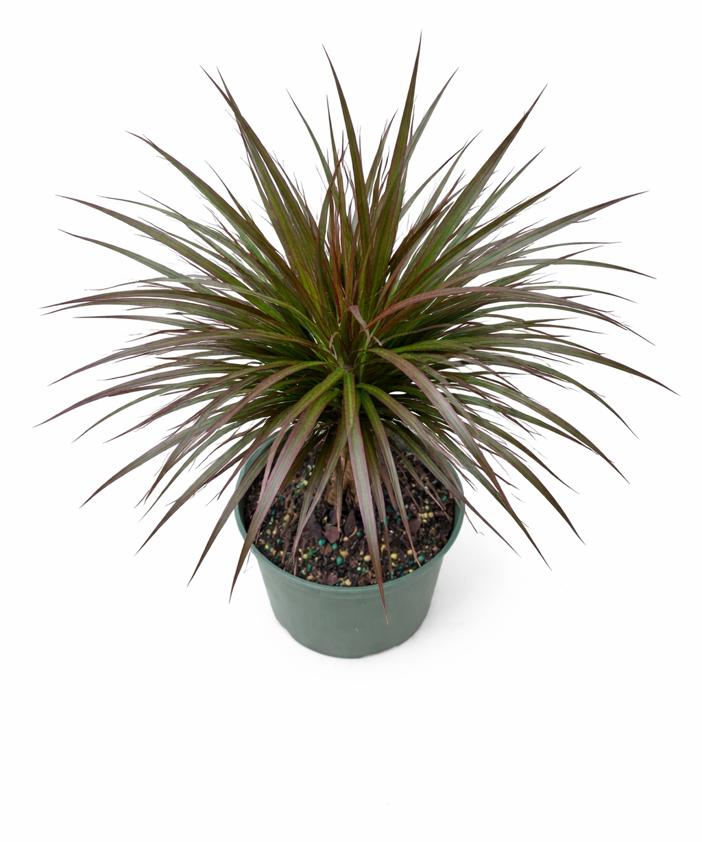 Top view of Dracaena 'Magenta' dragon tree with slender green leaves edged in magenta-red radiating from braided stems in a green pot against a white background