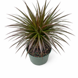 Top view of Dracaena 'Magenta' dragon tree with slender green leaves edged in magenta-red radiating from braided stems in a green pot against a white background