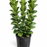 Bambino Fiddle Leaf Fig