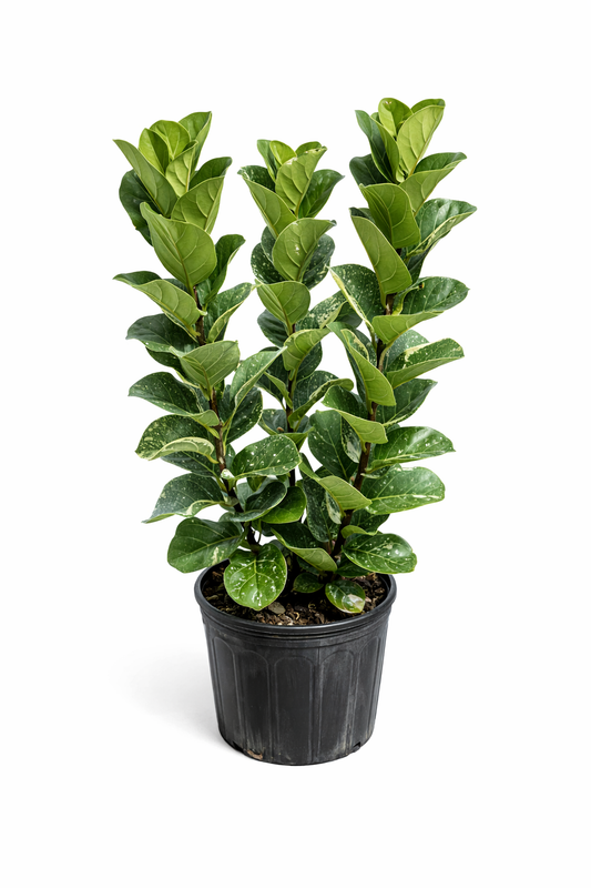 Dwarf Fiddle Leaf Fig