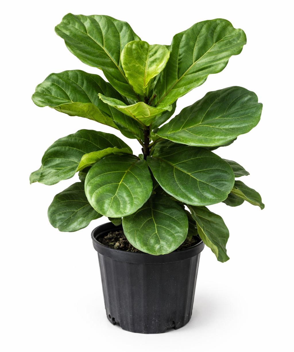 Dwarf fiddle leaf fig plant with multiple upright stems and large glossy green fiddle-shaped leaves in a black plastic pot against a white background