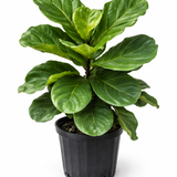 Dwarf fiddle leaf fig plant with multiple upright stems and large glossy green fiddle-shaped leaves in a black plastic pot against a white background