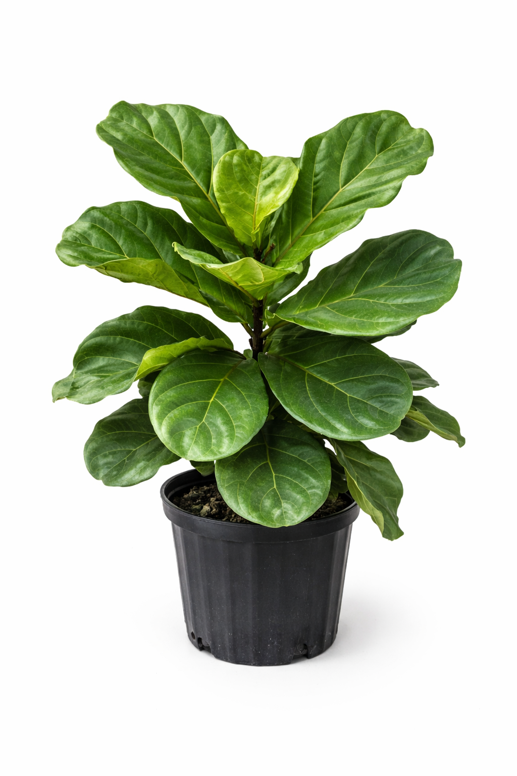 Dwarf fiddle leaf fig plant with multiple upright stems and large glossy green fiddle-shaped leaves in a black plastic pot against a white background